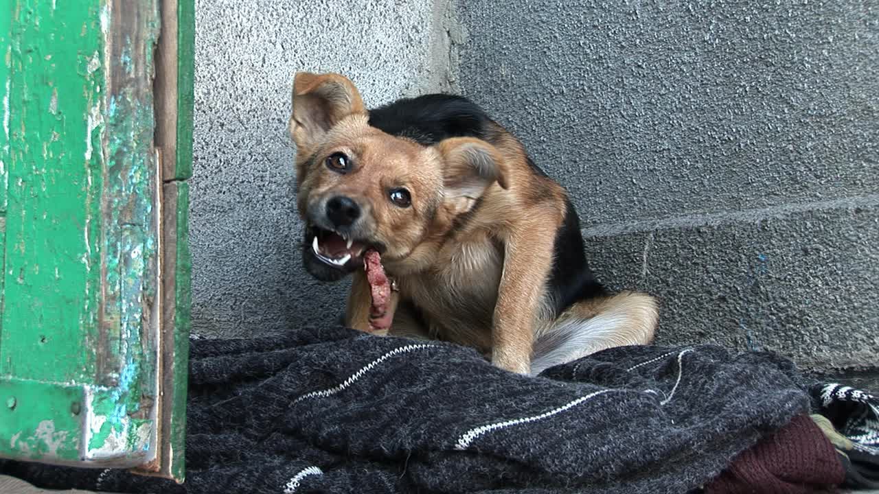 un pequeño perro hambriento comiendo un pedazo de pescado en una aldea ucraniana