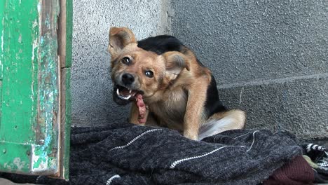 A-small-hungry-dog-eating-a-piece-of-fish-in-a-Ukrainian-village