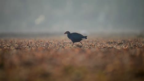 grey-headed swamphen feeding in wetland