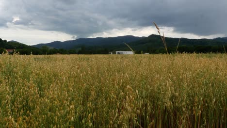 oat-field-on-a-cloudy-day-in-spring,-mountains-in-the-background