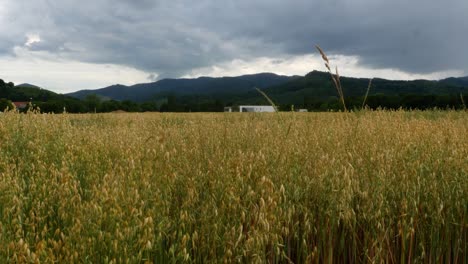 Haferfeld-An-Einem-Bewölkten-Tag-Im-Frühling,-Berge-Im-Hintergrund