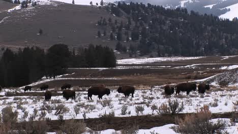 una manada de bisontes pastan en una pradera cubierta de nieve