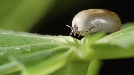 Macro-shot-of-parasitic-tick-with-swollen-body-full-of-blood-on-bracken