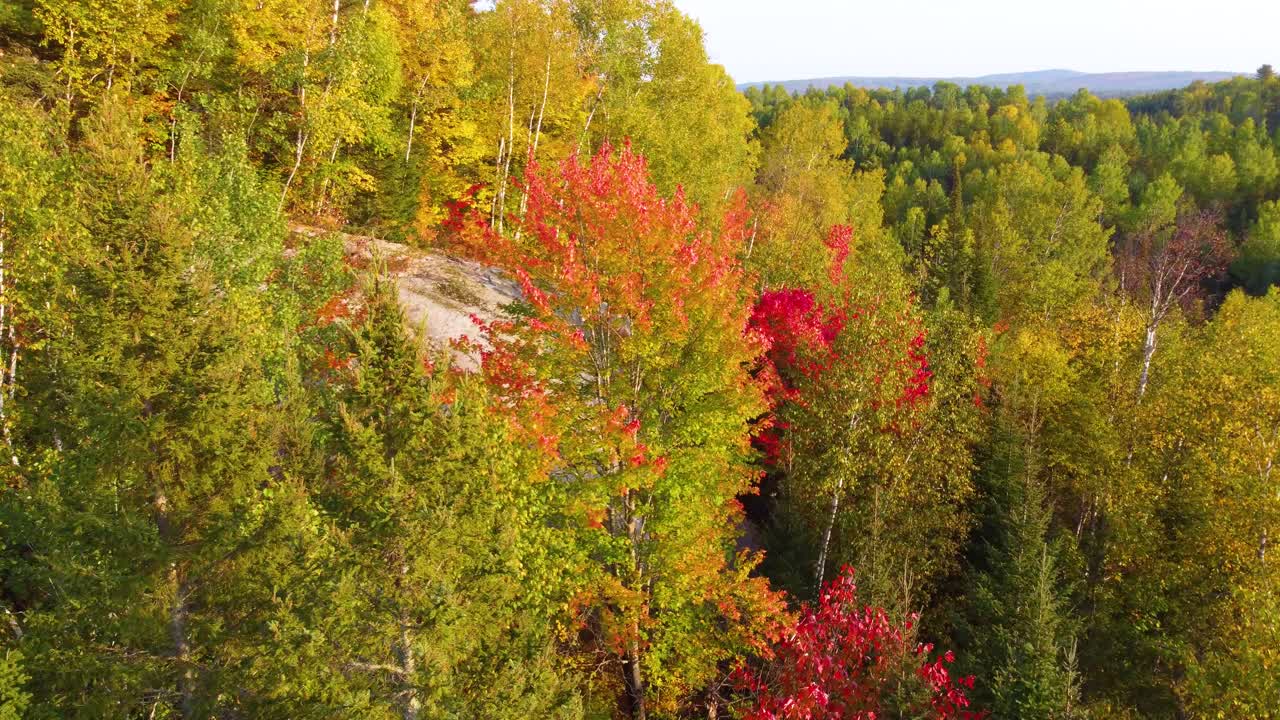 Ilmakuva metsän hehkuvasta syysruskasta