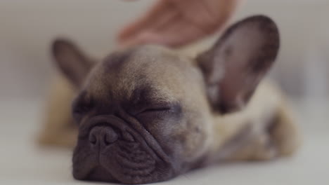 un lindo cachorro de bulldog francés de mascota