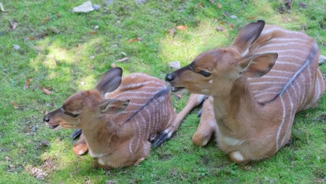 a peaceful scene with deer resting in a green field embodying beauty a serene scene unfolds in a lush field where deer rest peacefully two baby deer cuddle in the grass embodying tranquility and natural beauty