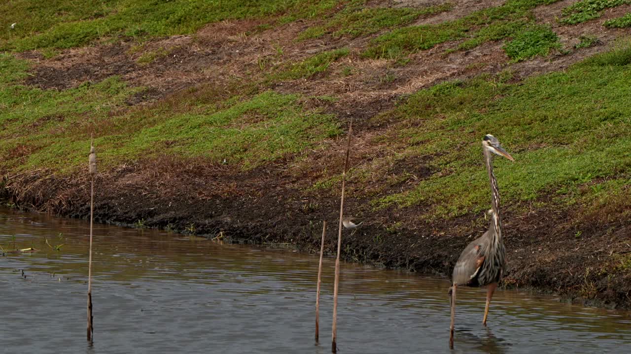Great blue heron and a sandpiper on the shore of a lake