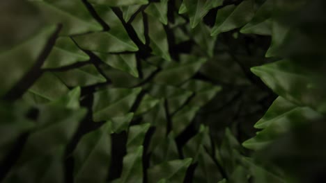 organic leaf passage – seamless animation