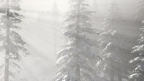 misty fog in pine forest on mountain slopes