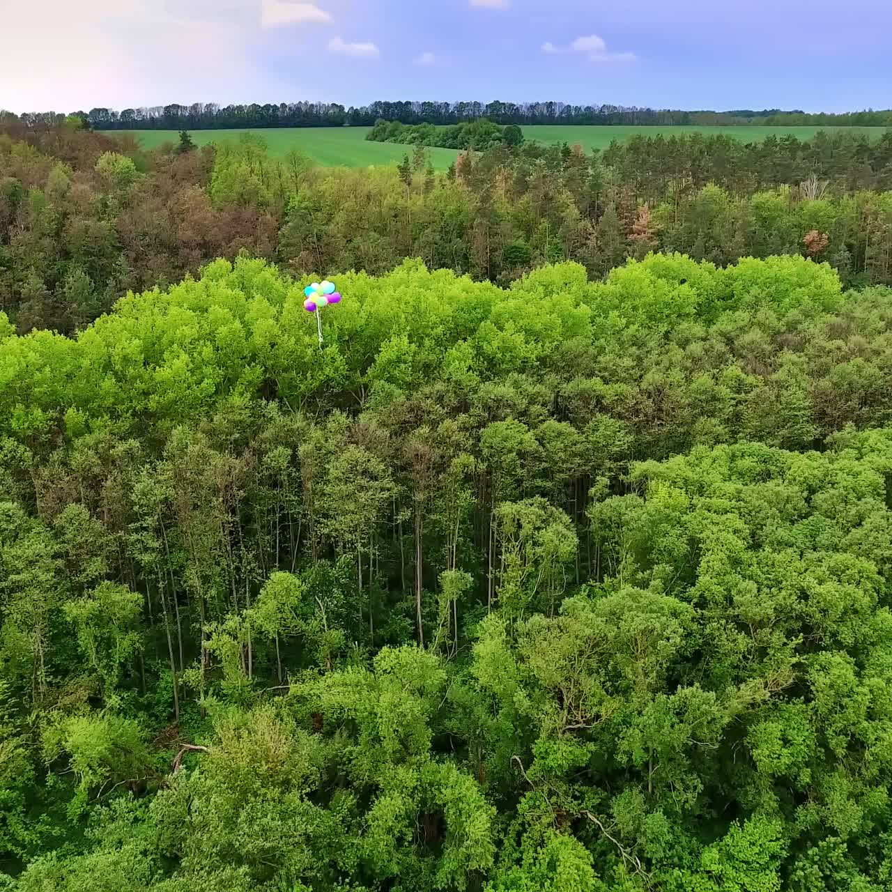 Some bright balloons fly over the river and green forest. Lush greenery of summer time. Beautiful farmland at backdrop. Top view