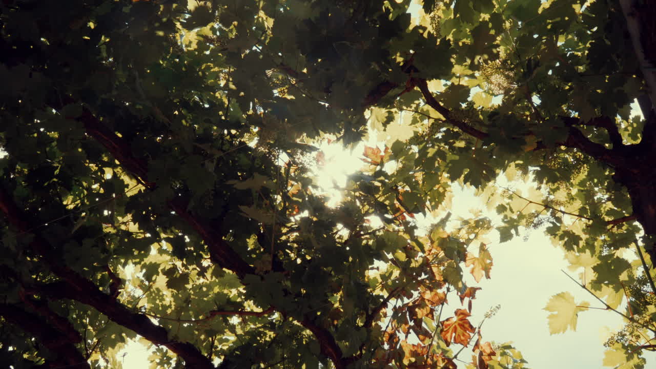 панорамный вид на солнечный свет над виноградными деревьями