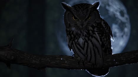 owl in moonlight