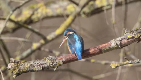 a common kingfisher  in the reed, germany