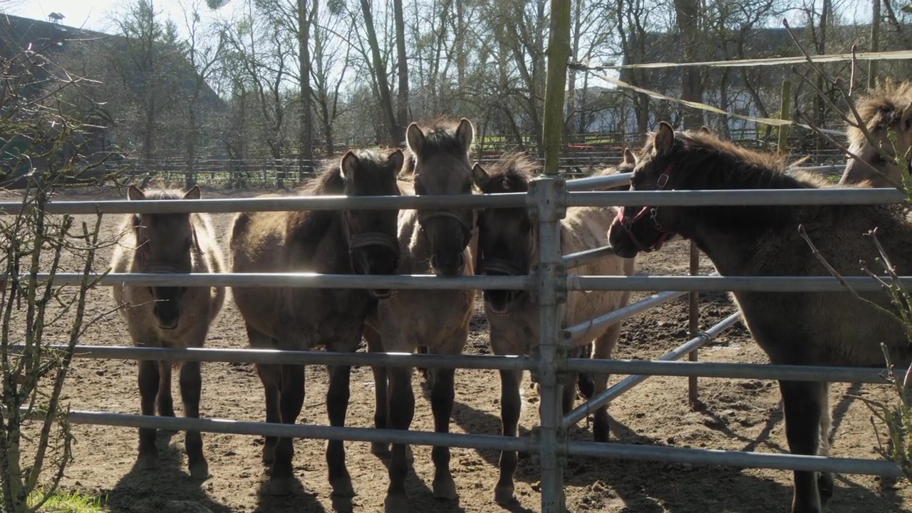 Um rebanho de cavalos Konik poloneses se reúne atrás de uma cerca de madeira em um dia ensolarado no campo polonês. A luz suave do sol realça suas pelagens enquanto observam curiosamente os arredores. Imagem estática