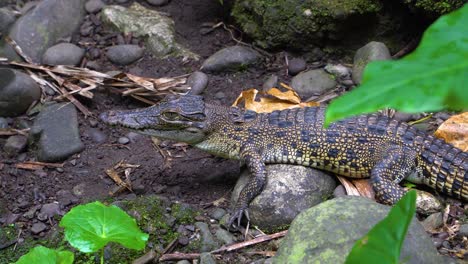 Perfil-De-Un-Joven-Cocodrilo-Juvenil-Descansando-Inmóvil-En-La-Orilla,-Papúa-Nueva-Guinea