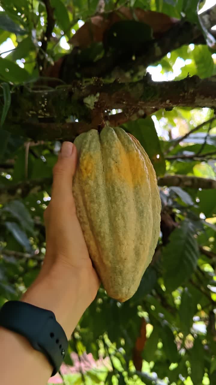 Hand holding green and yellow cacao pod on tree. Human hand touching a ripening cocoa fruit hanging from a branch in a tropical plantation in Costa Rica