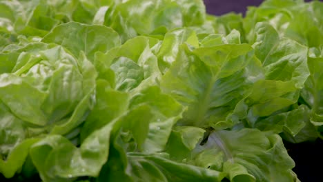 green fresh lettuce heads growing on farm field