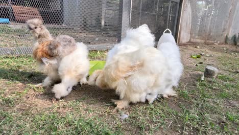 silkie chickens playing and pecking outdoors.