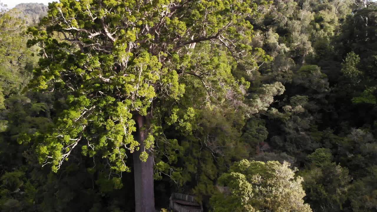 무인기 상승, 사각형 카우리 나무와 주변을 보여주는, 넓은, 코로만델 지역, 뉴질랜드