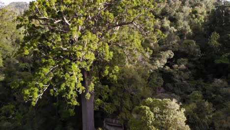 drone rising, showing square kauri tree and the surroundings, wide shot, coromandel area, new zealand