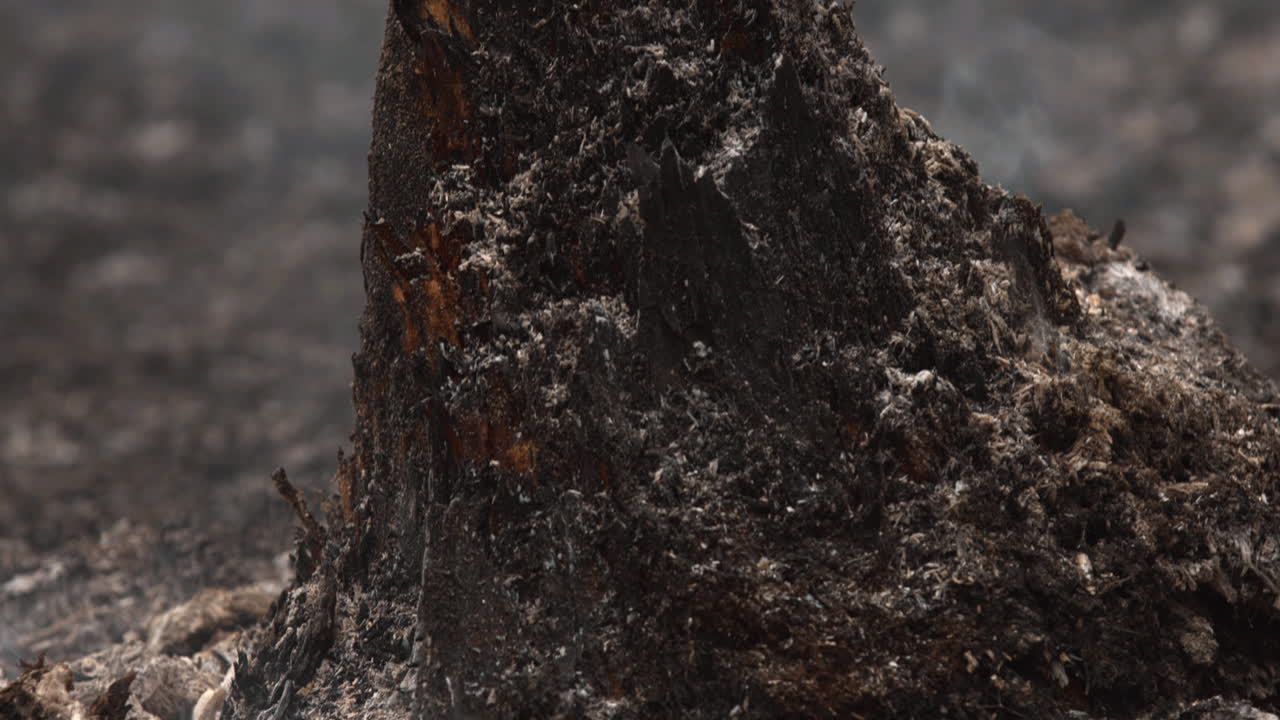 Close-up of a Charred Tree Stump After a Wildfire