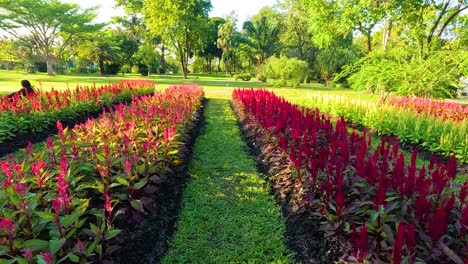 vibrantes flores de celosia en un entorno de parque sereno