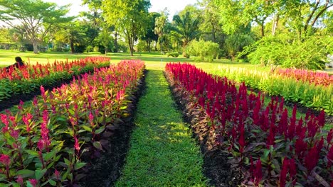 vibrant celosia flowers in a serene park setting