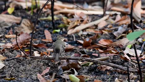 the forest wagtail is a passerine bird foraging on branches, forest grounds, tail wagging constantly sideways