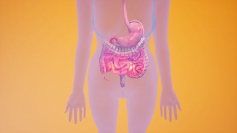 animación 3d anatómica del sistema digestivo. mostrando el cuerpo transparente, destacando el intestino y el estómago.