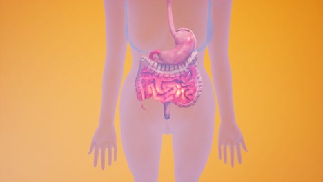 anatomical 3d animation of digestive system. showing the transparent body, highlighting the intestine and stomach.