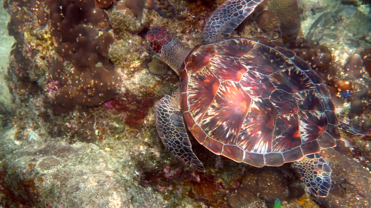 Hawksbill sea turtle glides in blue ocean on the background of coral reefs . Hawks bill sea turtle swimming in deep blue ocean. Underwater video of wildlife turtle. Scuba diving.