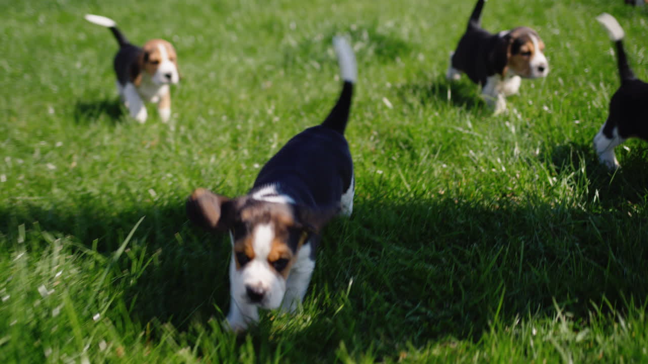 Simpatici piccoli cuccioli di beagle che corrono sull'erba verde. Video al rallentatore