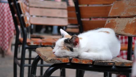 cat sleeping on a restaurant chair