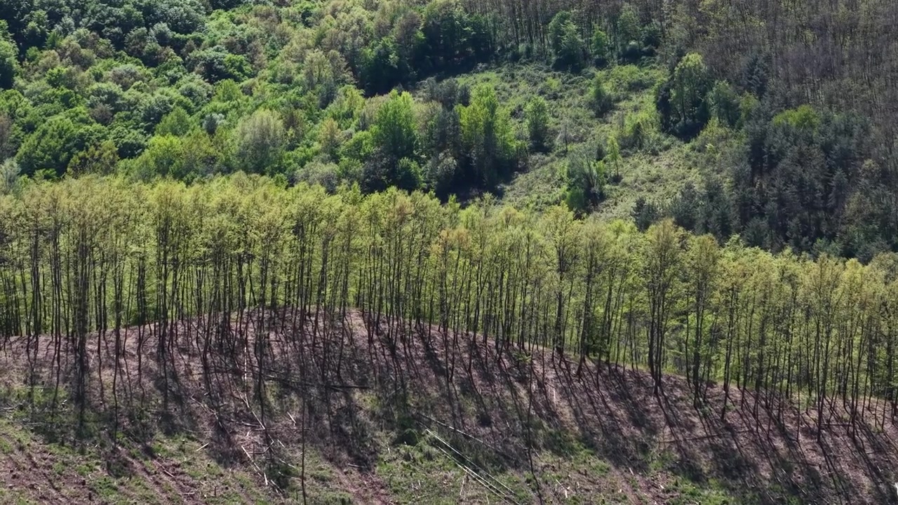 En række træer står på en bakkeskråning med udsigt over en delvist ryddet skov, hvilket illustrerer skovhugstens indvirkning på naturen.