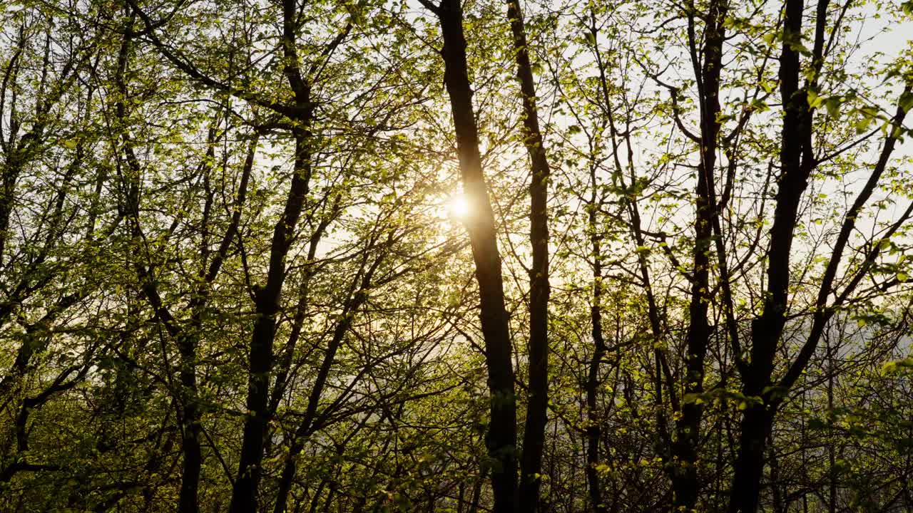 A glowing sun peeks through the trees, casting light over a green forest landscape