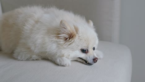 소파 에 누워 있는  개