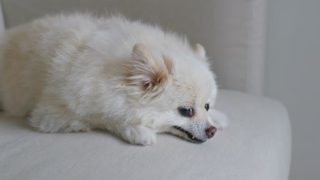 perro blanco tendido en el sofá