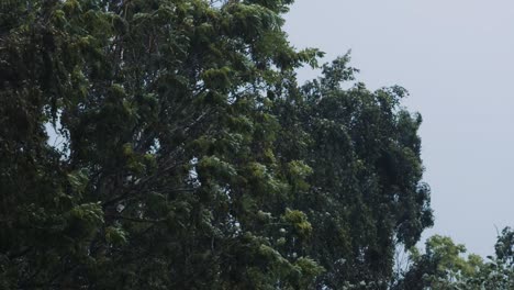 Tormenta-De-Verano-Soplando-Los-árboles-En-Cámara-Lenta