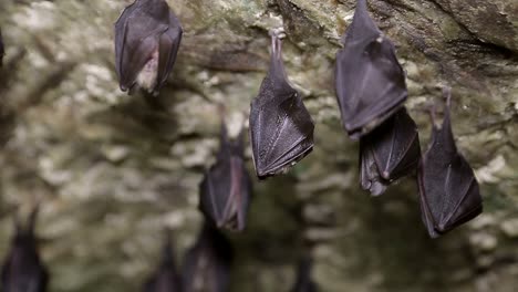 a group of small brown bats are sleeping on the ceiling of the cave wild bats in the natural environment