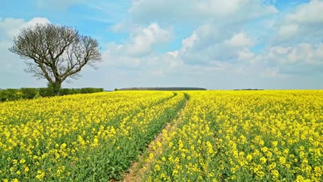 Una-Fascinante-Toma-En-Cámara-Lenta-De-Un-Cultivo-De-Colza-Amarilla-Con-árboles-Y-Un-Camino-Campestre-A-Lo-Lejos-Capturado-Por-Un-Dron