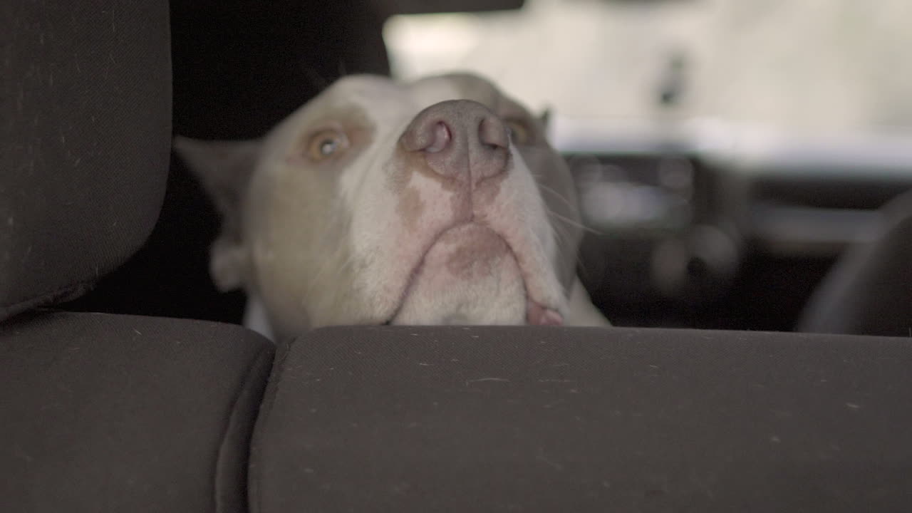 오프로드 suv 뒷좌석에 있는 아름다운 핏불의 느린 샷