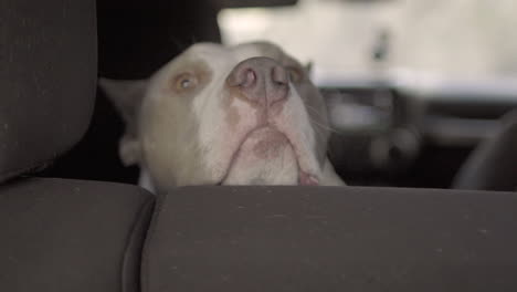 Slow-shot-of-a-beautiful-Pit-Bull-in-the-backseat-of-an-off-roading-SUV