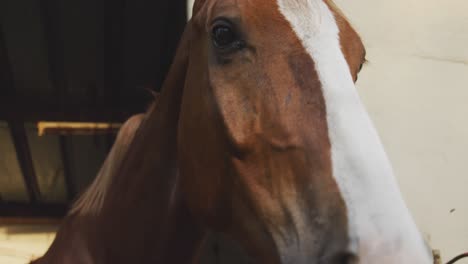 dressage horse moving his head through a stable