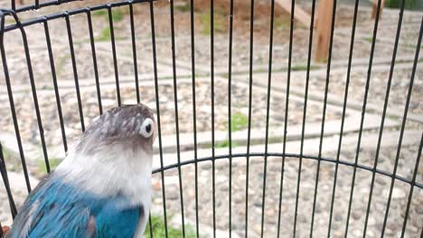 close up of a blue and white bird