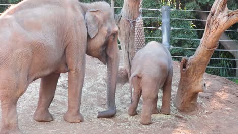 adult and baby elephant near tree trunk