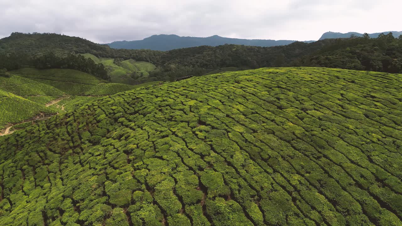 Vista aerea delle piantagioni di tè di Munnar, Kerala, India meridionale