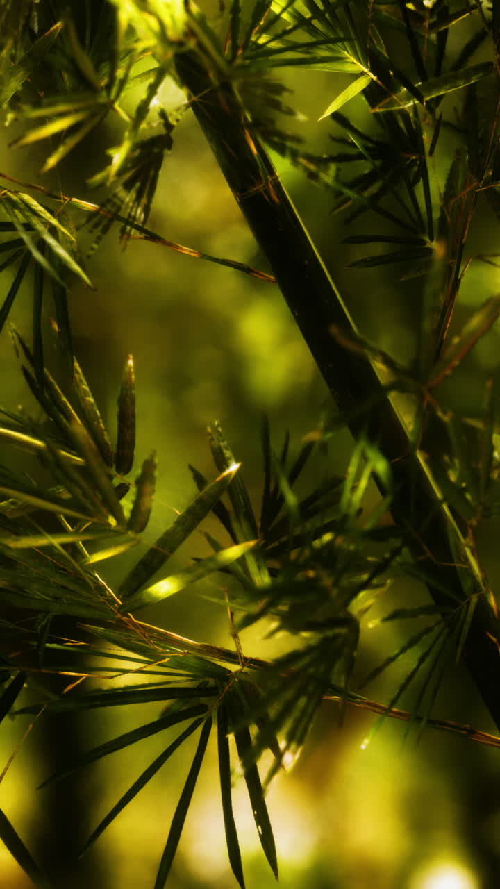 el bosque de bambú verde en hawai