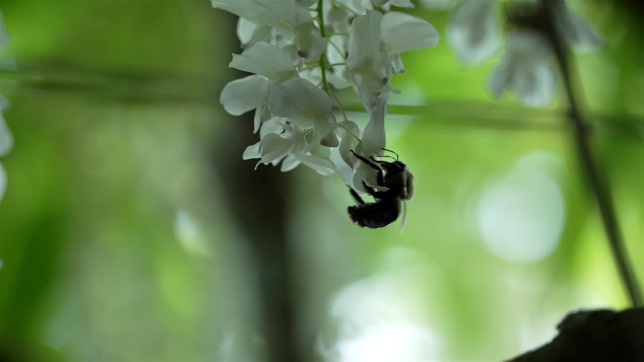 ⁇ 벌은 꽃잎을 거꾸로 잡아서  ⁇  꽃에서  ⁇ 타르를 빨아먹습니다.