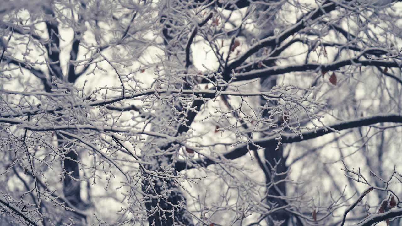 Den første sne på de tynde, fine grene
