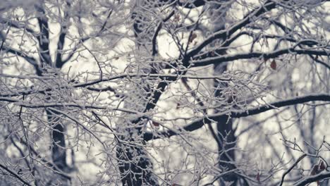 the first snow on the thin delicate branches